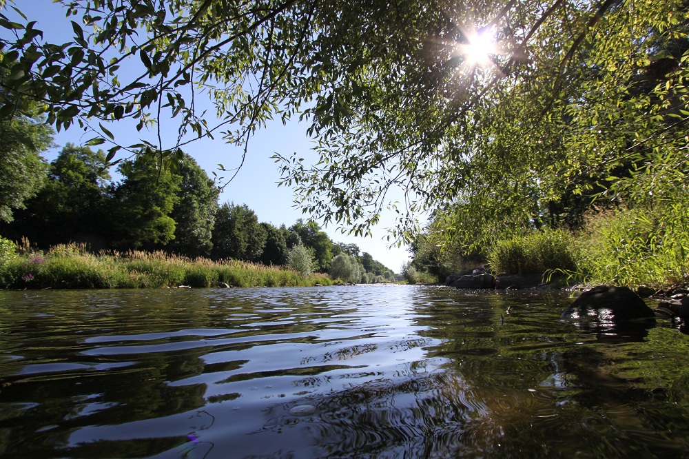 Swiss_Naturepark_Wiese_Basel1